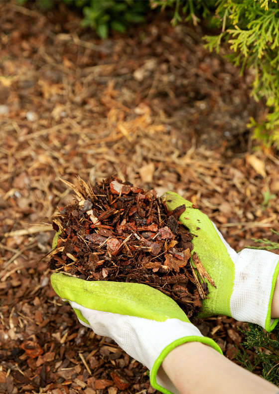 gaertnerglueck einstieg rindenmulch 560x790